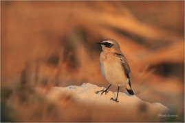 <p>BĚLOŘIT ŠEDÝ (Oenanthe oenanthe) Řecko - Kréta ---- /Northern wheatear - Steinschmätzer/</p>